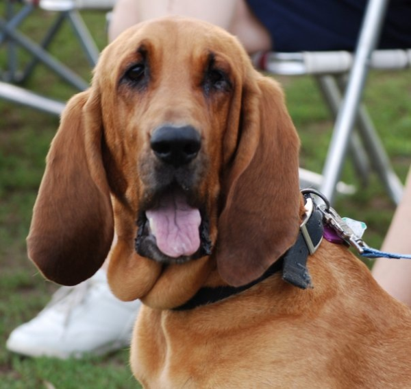Pet ownership benefits to elderly